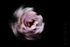 Pink Rose