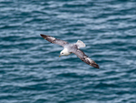 Fulmar