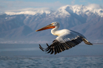 Dalmatian Pelican