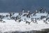 SBW009: Oystercatchers