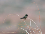 Black-chinned Hummingbird male on bare branch