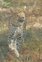 Leopard pausing - Timbavati, South Africa