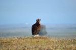 Black Vulture