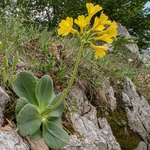 Bear's ear primula (Primula auricola) 