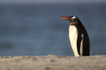 Gentoo early morning on beach, Sea Lion Island, Falklands