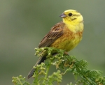 Yellowhammer