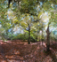 Beebe Woods, Falmouth - Magic Wand
