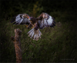Buzzard (Butteo Butteo)