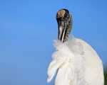 Wood Stork with ruffled feathers, Wakodahatchee Wetlands, Florida
