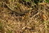 Common Lizards - RSPB Minsmere