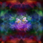 M24 Crocus  (10 x 10)
