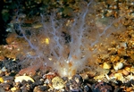Neopentadactyla mixta