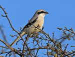 Great Grey Shrike at South Leigh, Oxfordshire