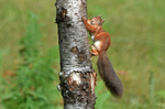 Red Squirrel
