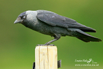 jackdaw 300512 10