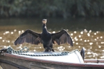 Cormorant 20