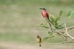 Southern Carmine Bee-eater and Little Bee-eater