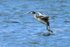 Great Crested Grebe about to land in the water at Farmoor Reservoir