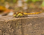 20080810-011