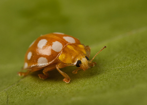Halyzia sedecimguttata (Orange Ladybird)