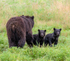 Mocha and Two Cubs