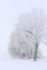 Winter scene