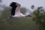 Wood Stork