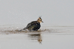 Lapwing (juvenile) having a bath in the northern lagoon at Otmoor