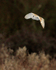 Barn Owl hunting at Holme Marshes, Norfolk