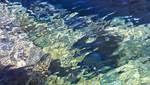 WATER SILK - GEORGIAN BAY