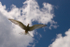Arctic Tern