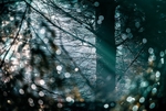 Winter Light
