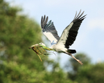 Asian Openbill portfolio