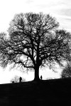 Tree silhouette _ S002