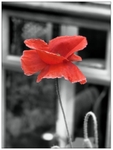 Poppy_Red