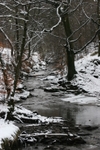 River Trees