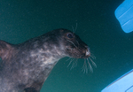 Grey Seal - Halichoerus grypus
