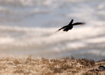Red Grouse
