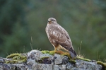 Common Buzzard