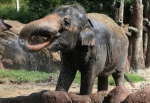 Thirsty Elephant Busch Gardens