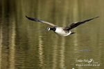 Canada Goose inflight 100315 20a