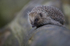 HEDGEHOGS