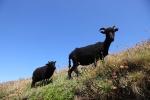 Goats _ AN 0037