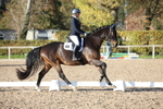 British Dressage portfolio