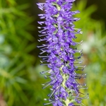 Spiked speedwell (Veronica spicata)