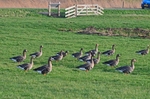 Greater (Russian) White-fronted Goose