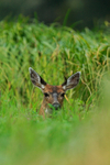 Young Black-tailed Deer resting in grass, Knight Inlet, Canada