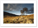 Tree of Arklet ♦ TROSSACHS
