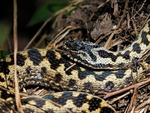Adder