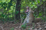Leopard yawn